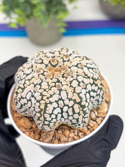 Astrophytum Star Shape (t3) (b3) | 3" Pot