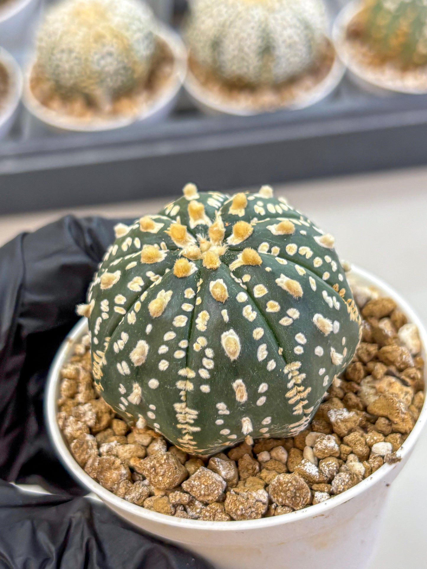 Astrophytum Super Kabuto (at1) (02) | Collection Plant | Rare Cactus