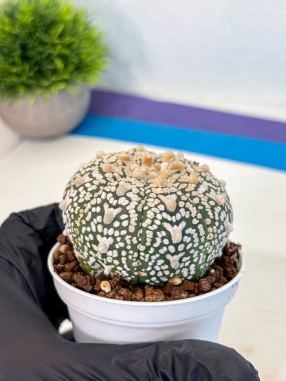 Astrophytum V Type (at4) (02) | Star Cactus