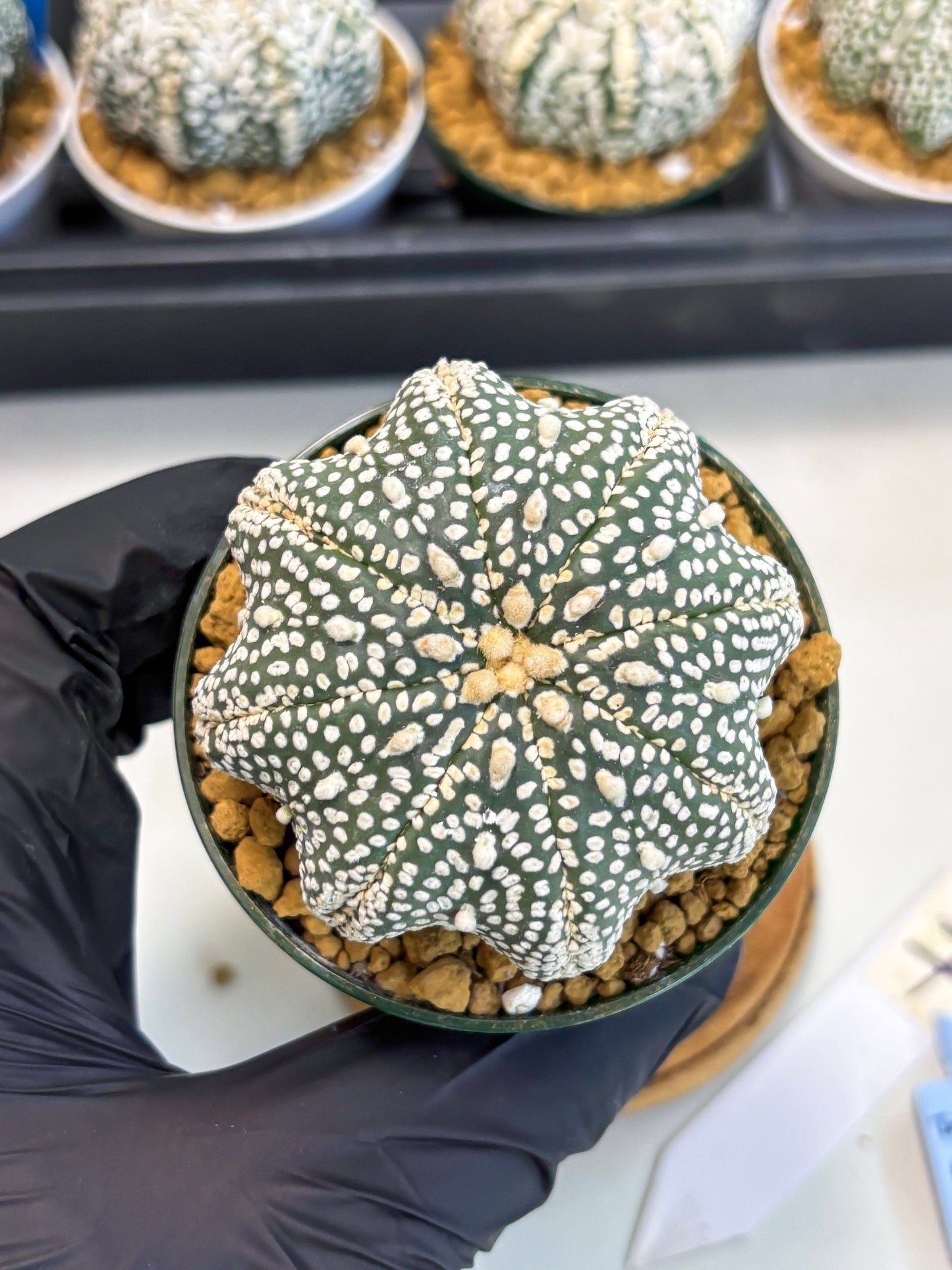 Astrophytum Star Shape (at2) (g7) | Japanese Import