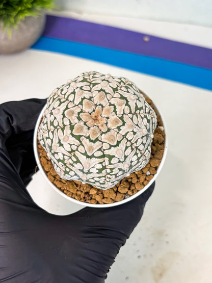 Astrophytum V-Type (at5) (b2) | Star Cactus