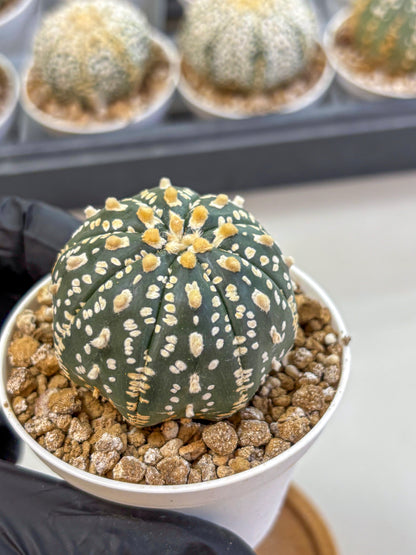Astrophytum Super Kabuto (at1) (02) | Collection Plant | Rare Cactus
