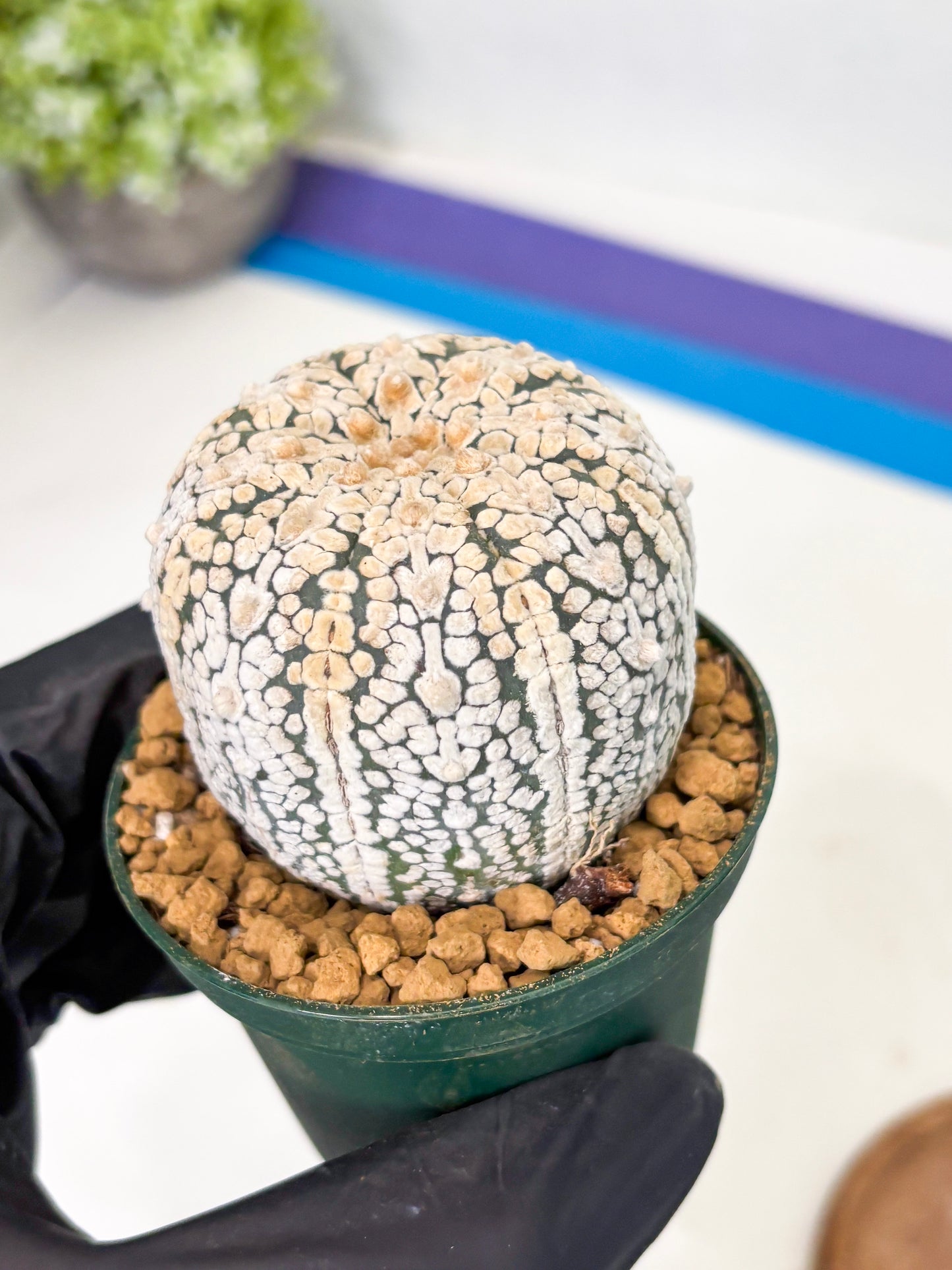 Astrophytum V-Type (at1) (p4) | Imported Cactus