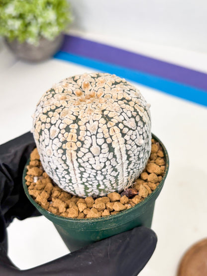Astrophytum V-Type (at1) (p4) | Imported Cactus