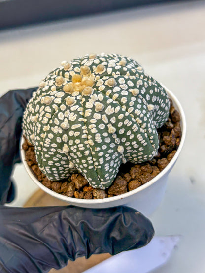 Astrophytum V Type (at5) (02) |  Sea urchin cactus