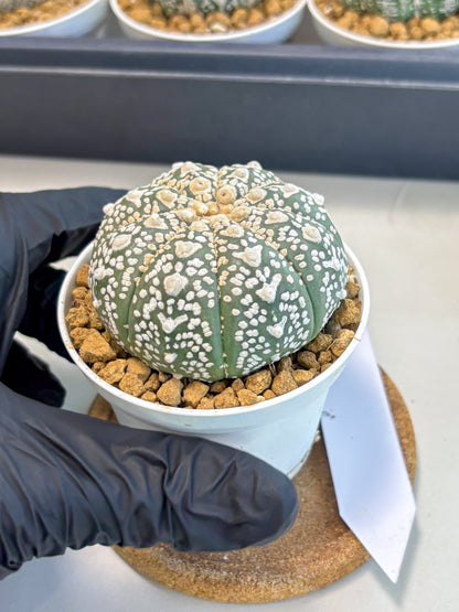 Astrophytum V-Type (at5) (p2) | Rare imported Plant