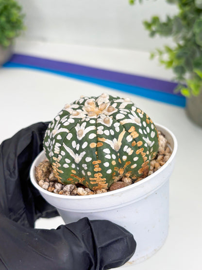Astrophytum Super Kabuto V Type (T4) (b3) | Las Vegas Seller