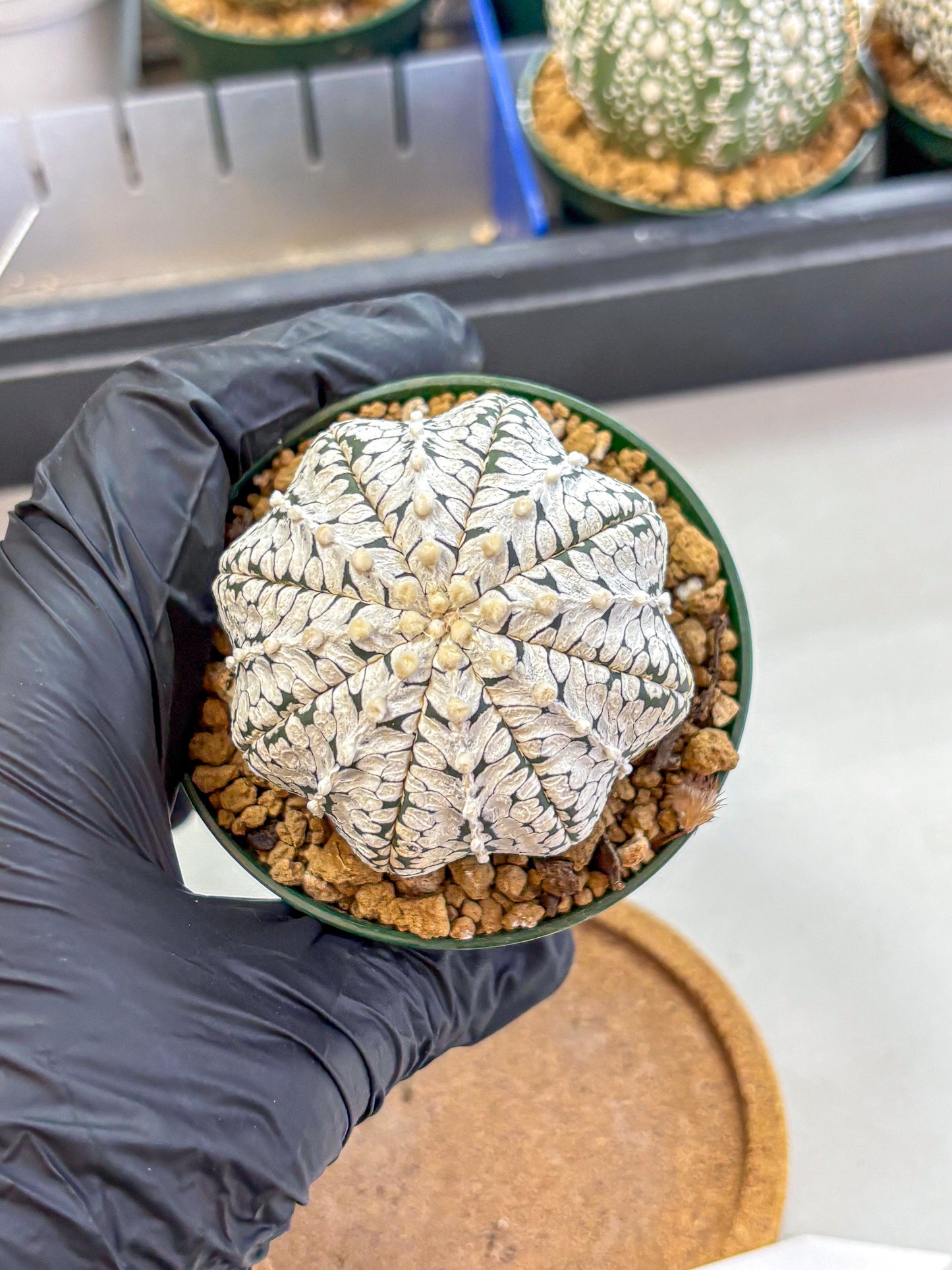 Astrophytum V Type (at2) (02) | Live Plant | Rare Collection