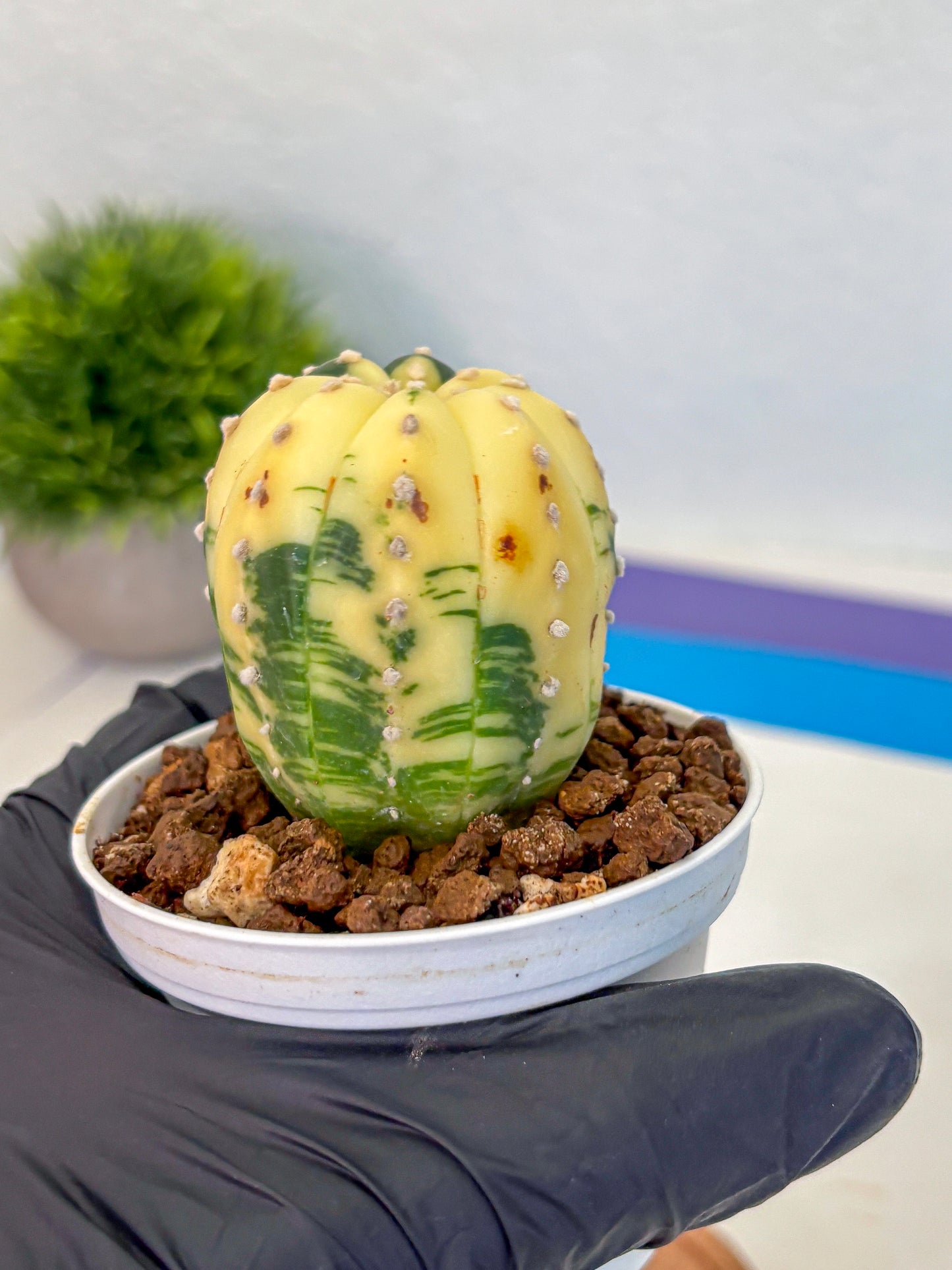 Astrophytum Variegated (at9) (02) | Rare Plant | Live Cactus