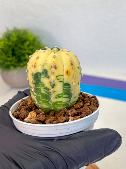 Astrophytum Variegated (at9) (02) | Rare Plant | Live Cactus