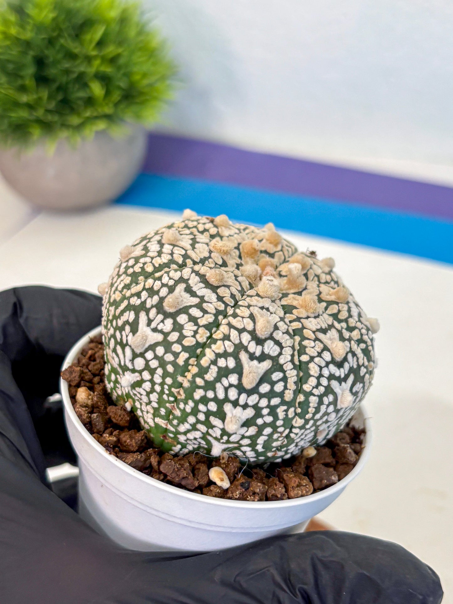 Astrophytum V Type (at4) (02) | Star Cactus