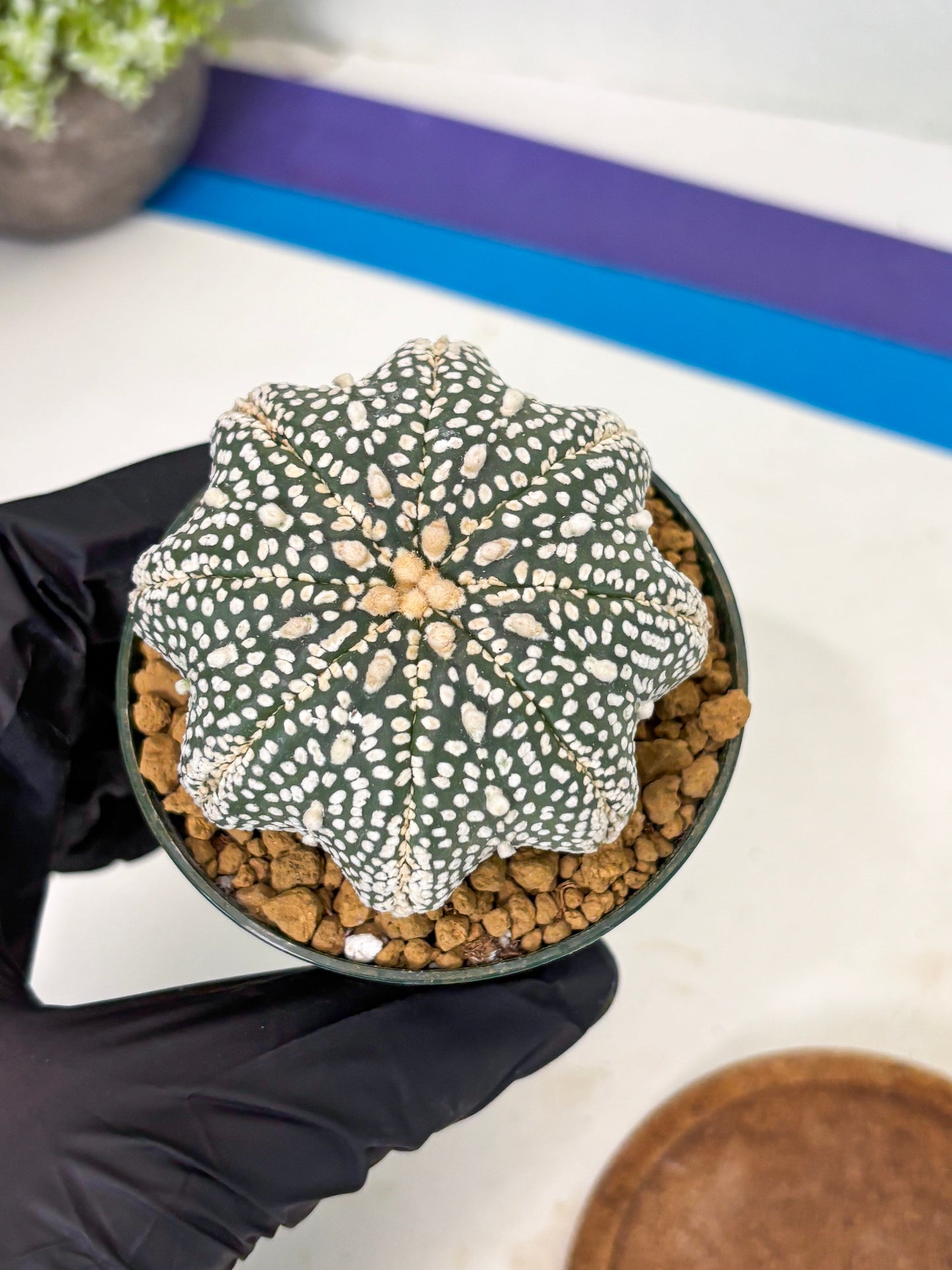 Astrophytum Star Shape (at2) (g7) | Japanese Import
