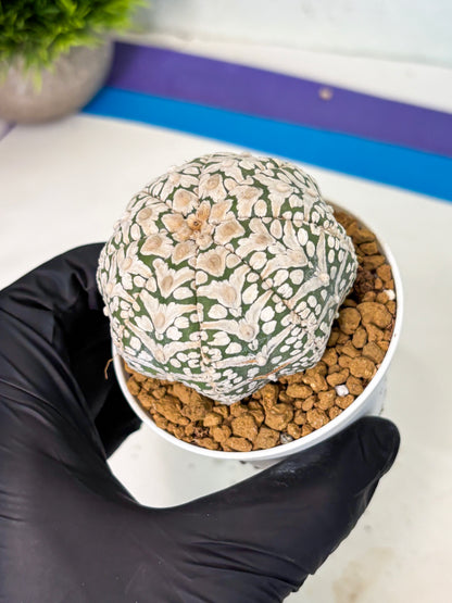 Astrophytum V-Type (at5) (b2) | Star Cactus