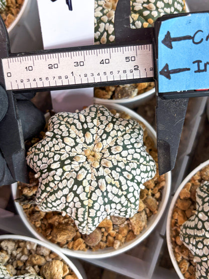 Astrophytum Star Shape (t3) (b4) | 3" Pot