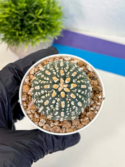 Astrophytum Super Kabuto (at1) (02) | Collection Plant | Rare Cactus