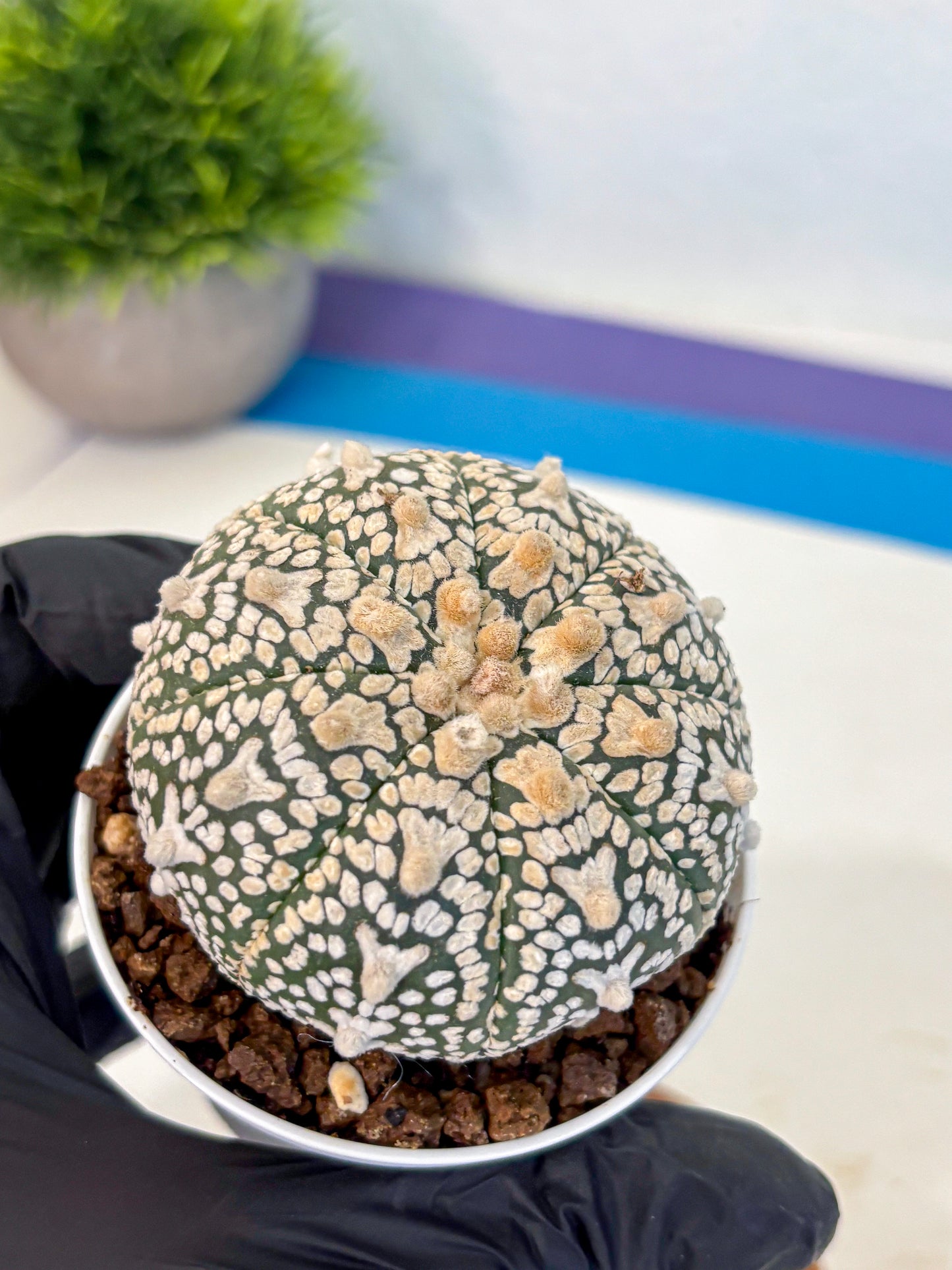 Astrophytum V Type (at4) (02) | Star Cactus