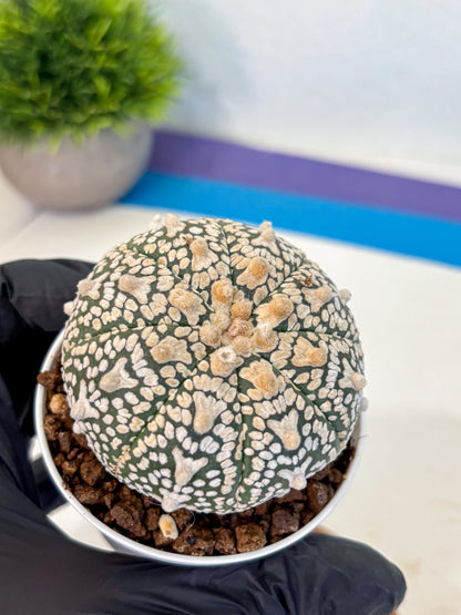 Astrophytum V Type (at4) (02) | Star Cactus