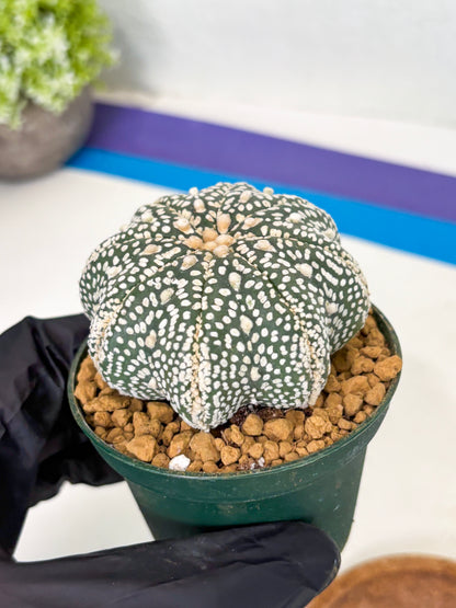Astrophytum Star Shape (at2) (g7) | Japanese Import