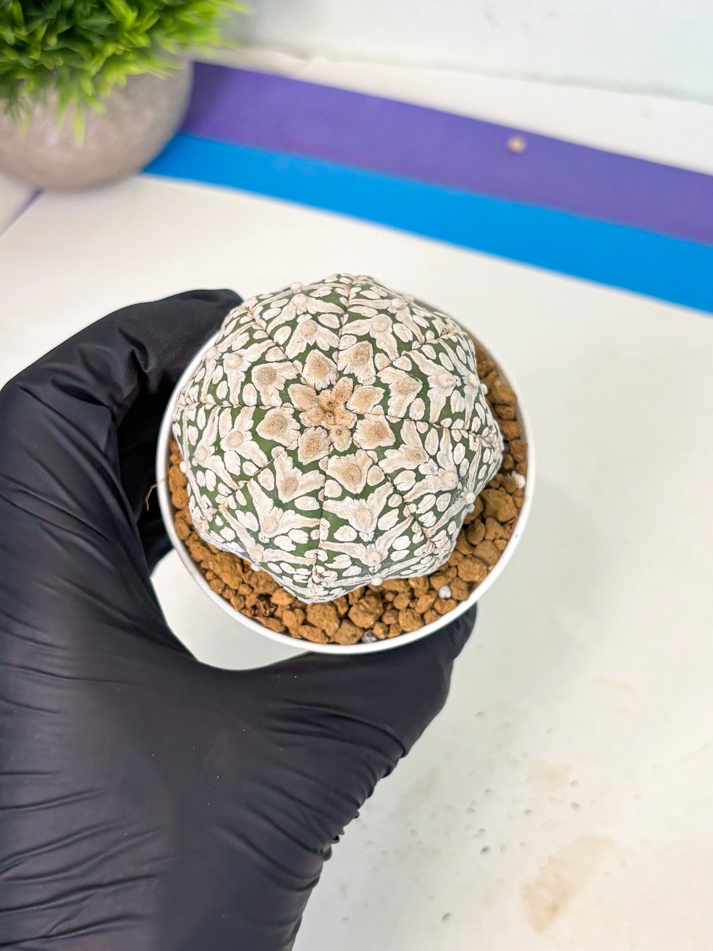 Astrophytum V-Type (at5) (b2) | Star Cactus