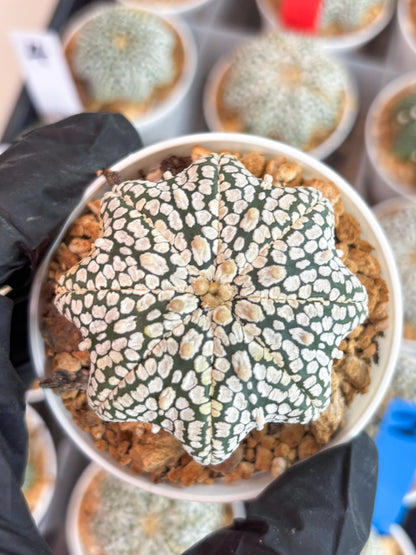 Astrophytum Star Shape (t3) (b4) | 3" Pot