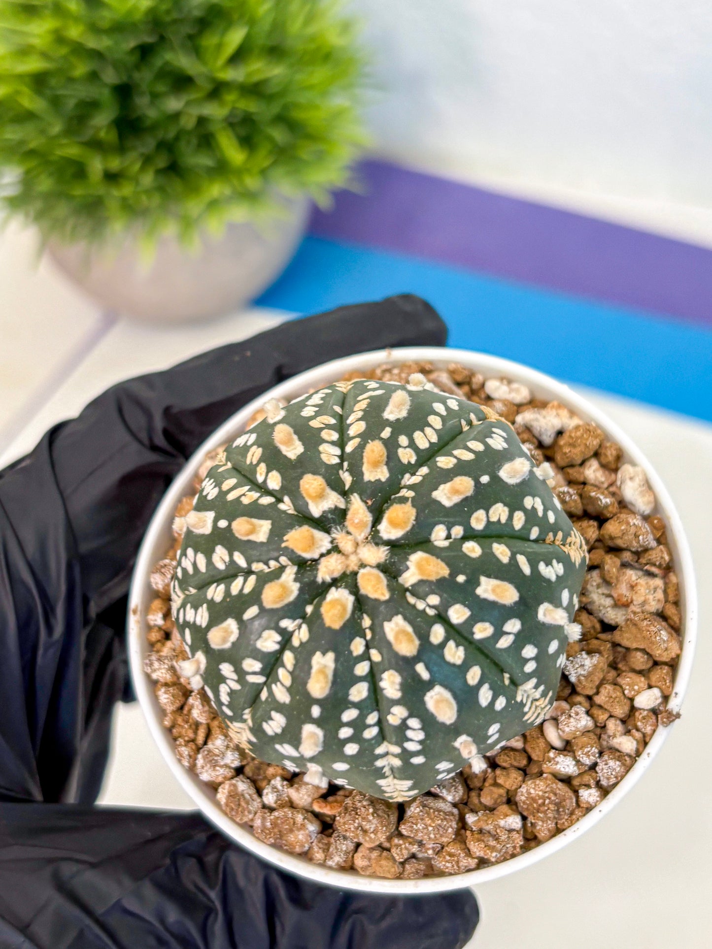 Astrophytum Super Kabuto (at1) (02) | Collection Plant | Rare Cactus