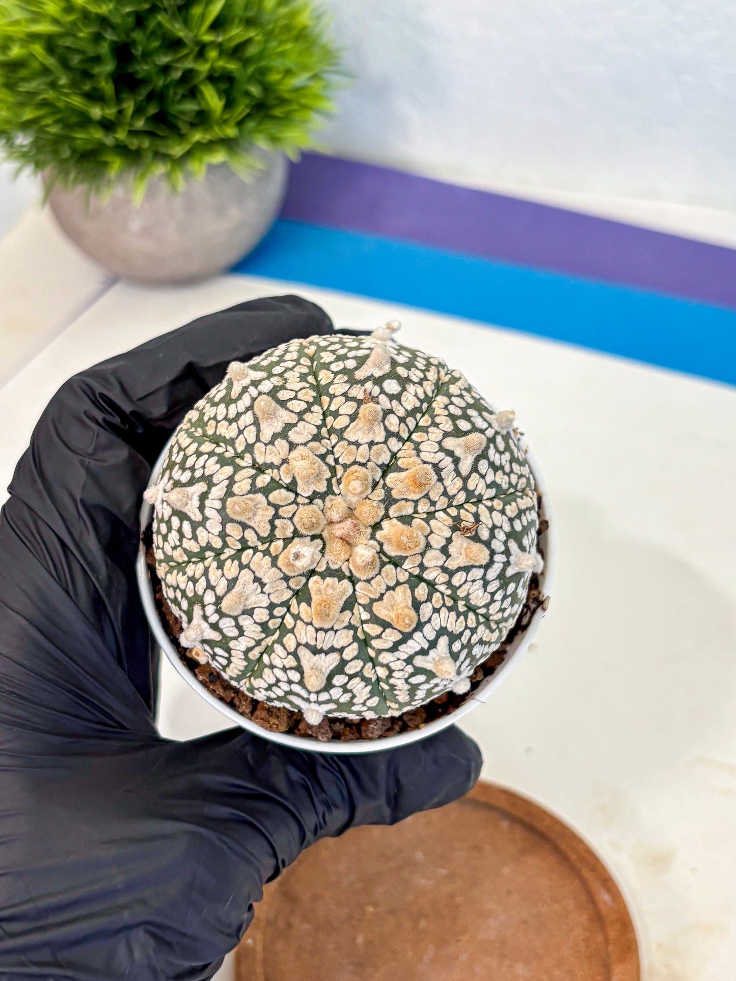 Astrophytum V Type (at4) (02) | Star Cactus
