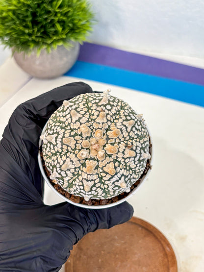 Astrophytum V Type (at4) (02) | Star Cactus
