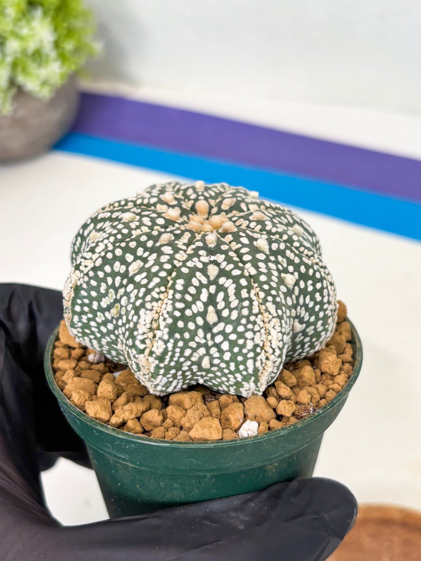 Astrophytum Star Shape (at2) (g7) | Japanese Import