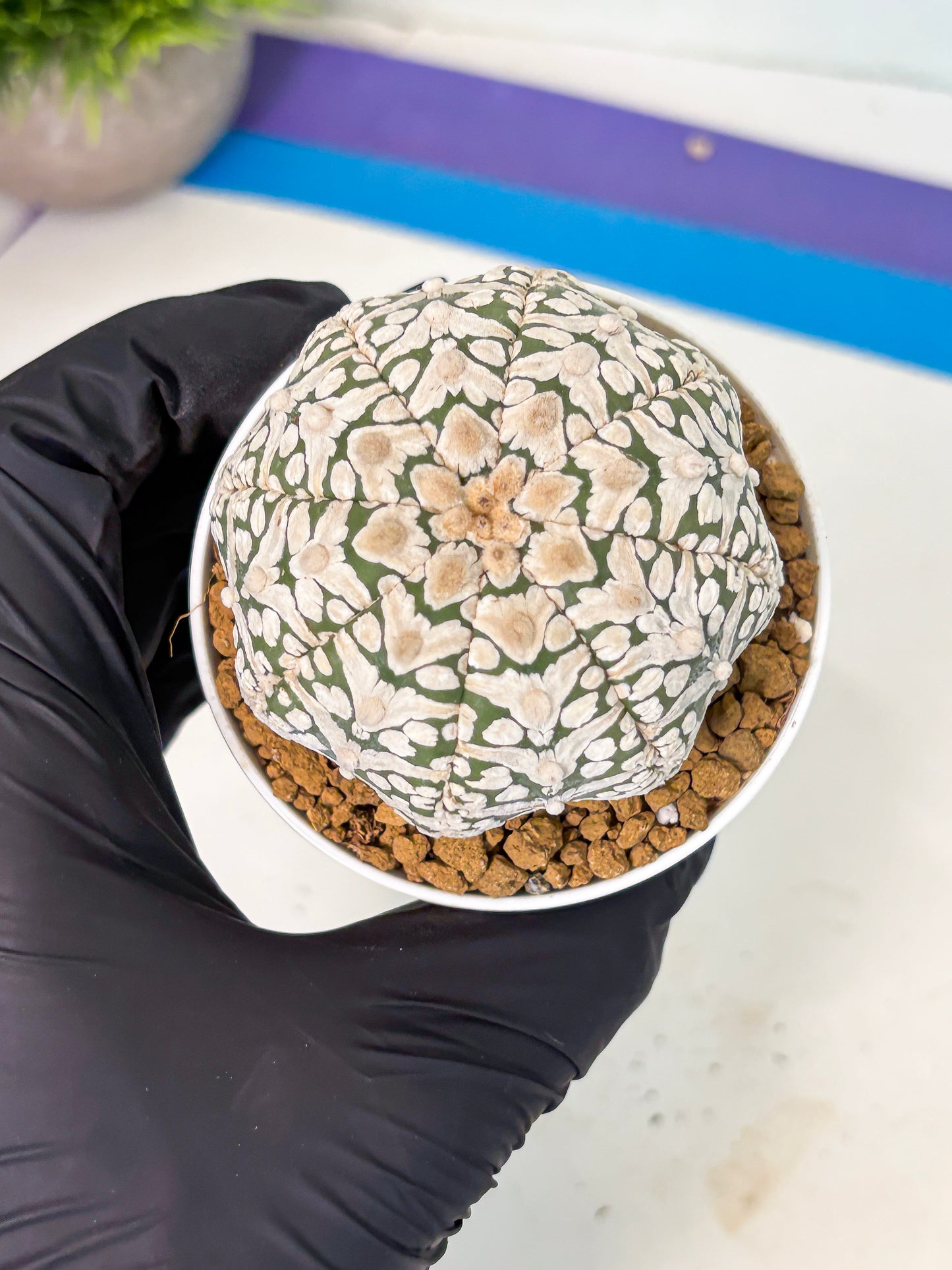 Astrophytum V-Type (at5) (b2) | Star Cactus
