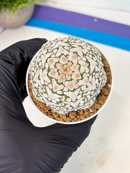 Astrophytum V-Type (at5) (b2) | Star Cactus