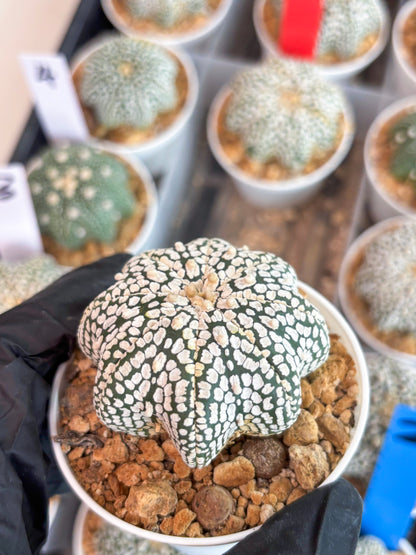 Astrophytum Star Shape (t3) (b4) | 3" Pot