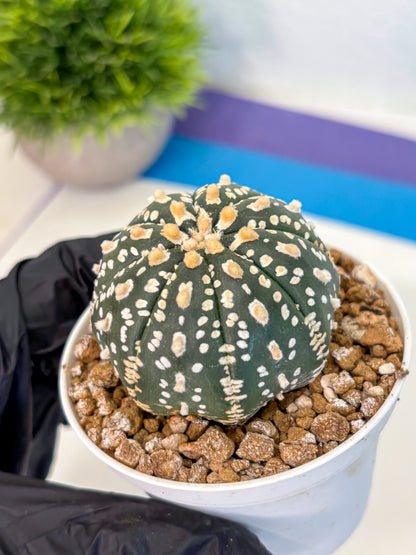 Astrophytum Super Kabuto (at1) (02) | Collection Plant | Rare Cactus