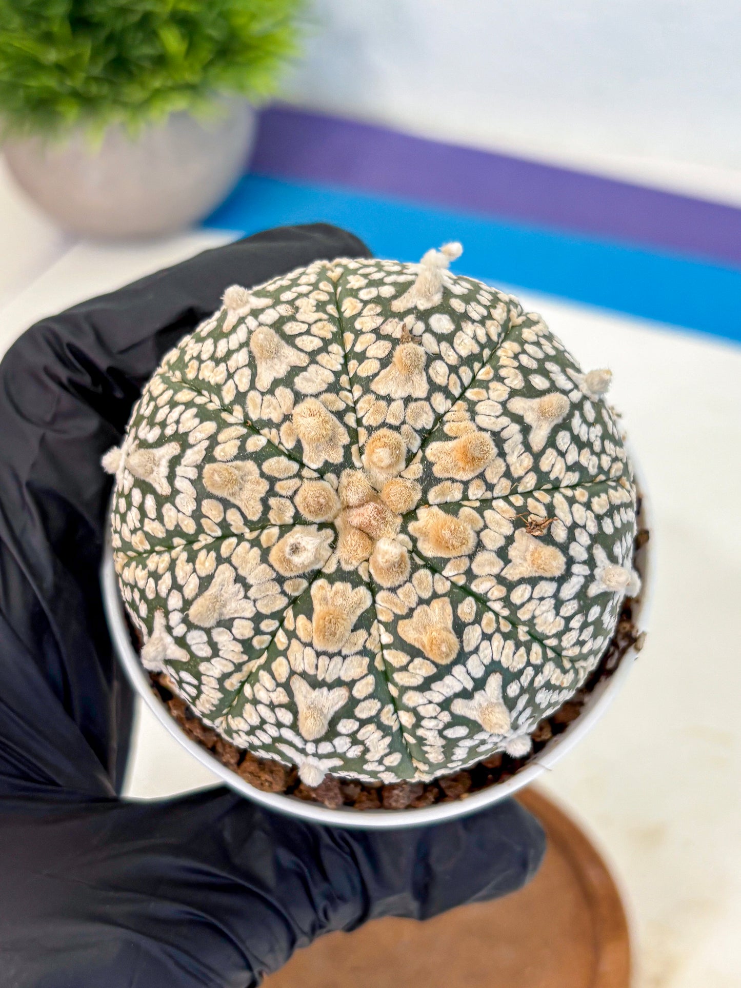 Astrophytum V Type (at4) (02) | Star Cactus