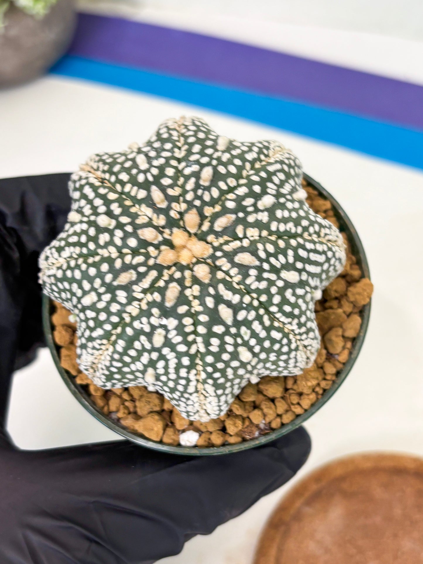 Astrophytum Star Shape (at2) (g7) | Japanese Import