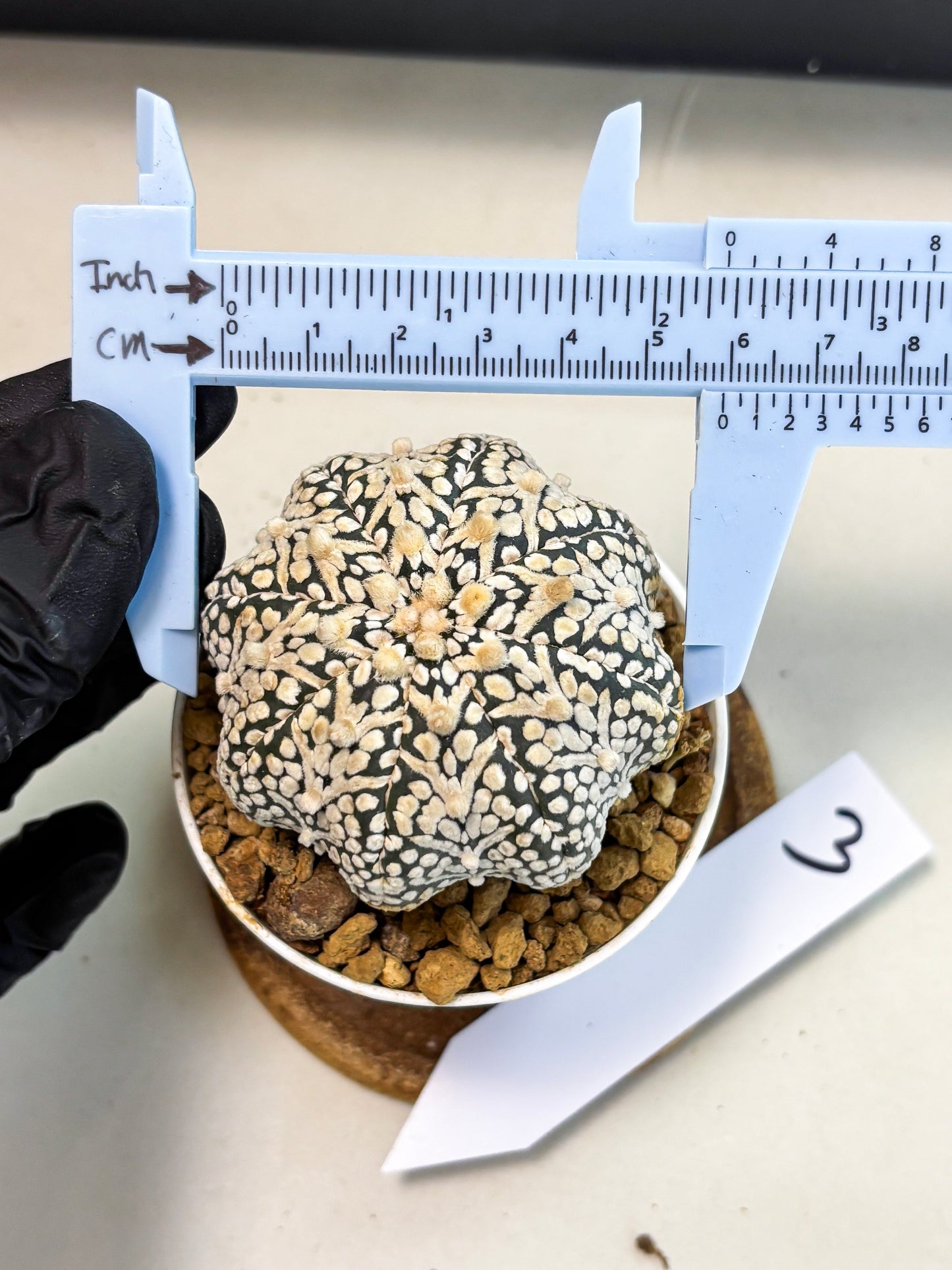 Astrophytum V-Type (at5) (b3) | Star Cactus