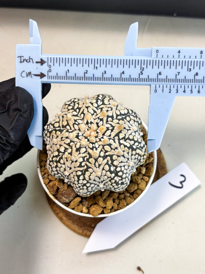 Astrophytum V-Type (at5) (b3) | Star Cactus