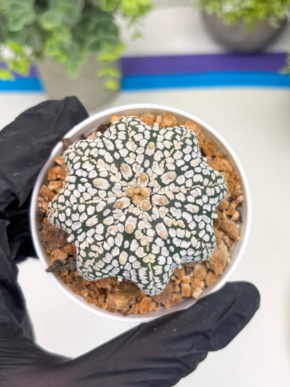 Astrophytum Star Shape (t3) (b4) | 3" Pot