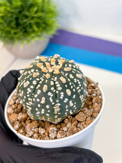 Astrophytum Super Kabuto (at1) (02) | Collection Plant | Rare Cactus