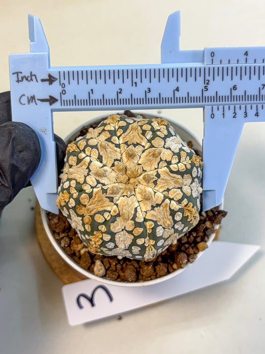 Astrophytum V Type (at4) (03) | Star Cactus