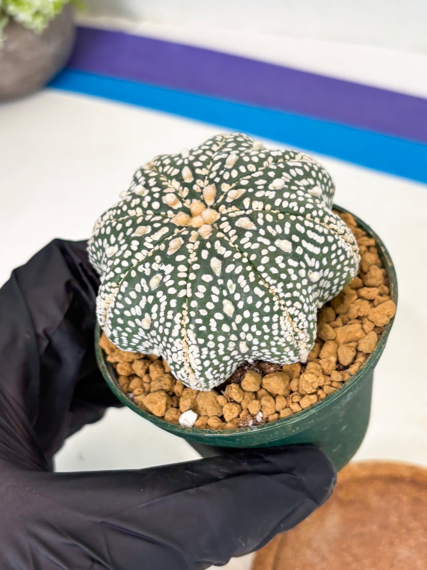 Astrophytum Star Shape (at2) (g7) | Japanese Import