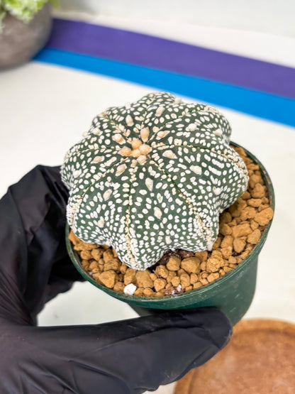 Astrophytum Star Shape (at2) (g7) | Japanese Import