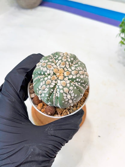 Astrophytum 5-Rib (t10) (b2) | Imported From Japan/korea