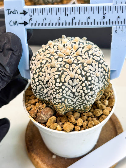 Astrophytum V-Type (at5) (b3) | Star Cactus