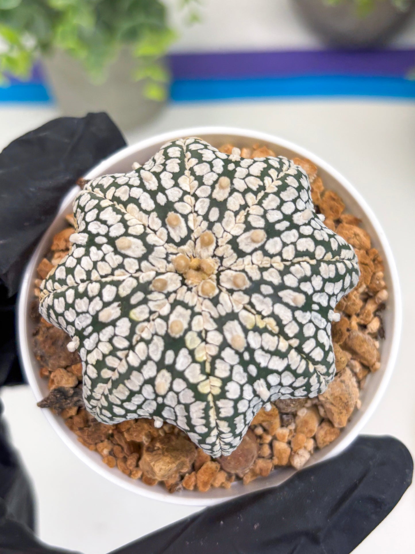 Astrophytum Star Shape (t3) (b4) | 3" Pot
