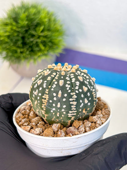 Astrophytum Super Kabuto (at1) (02) | Collection Plant | Rare Cactus