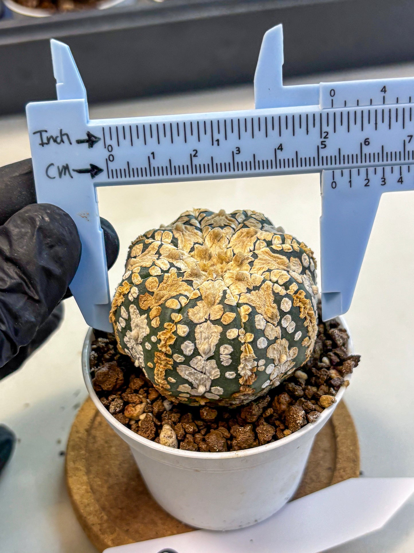 Astrophytum V Type (at4) (03) | Star Cactus