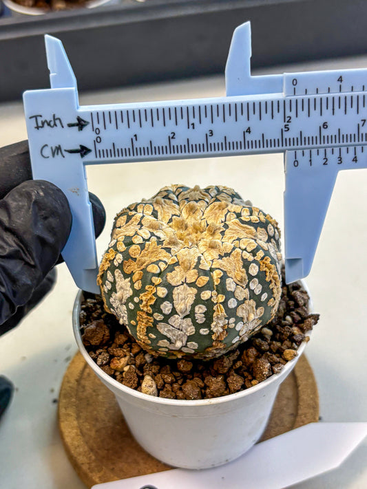 Astrophytum V Type (at4) (03) | Star Cactus