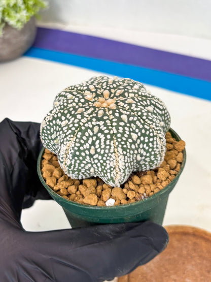 Astrophytum Star Shape (at2) (g7) | Japanese Import