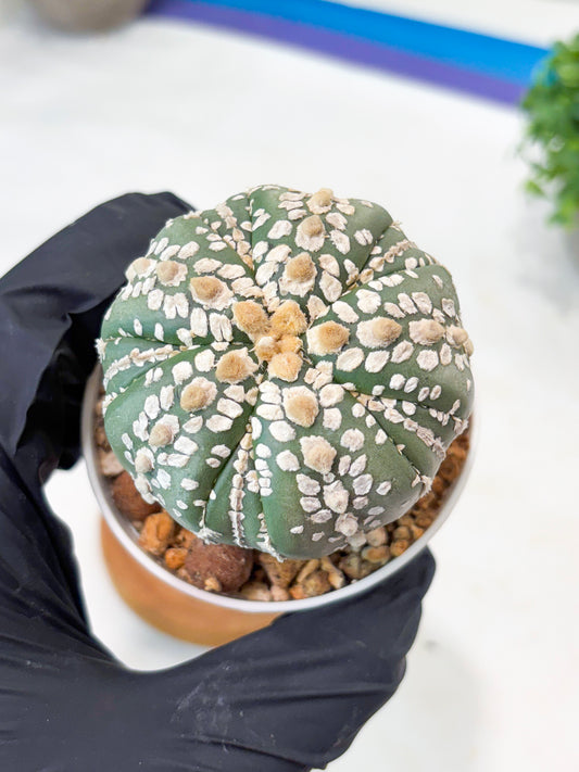 Astrophytum 5-Rib (t10) (b2) | Imported From Japan/korea