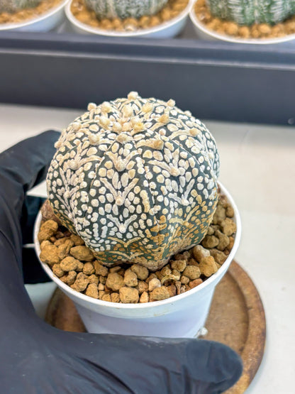 Astrophytum V-Type (at5) (b3) | Star Cactus